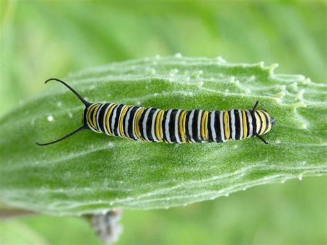 Monarch Butterfly Larvae At Tommy Thompson Park