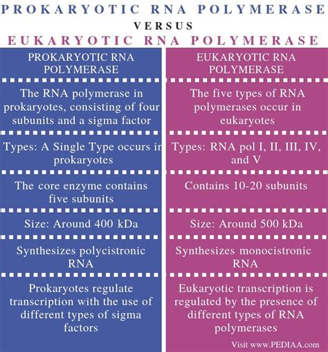 Difference Between Prokaryotic And Eukaryotic Transcription Ppt And 049
