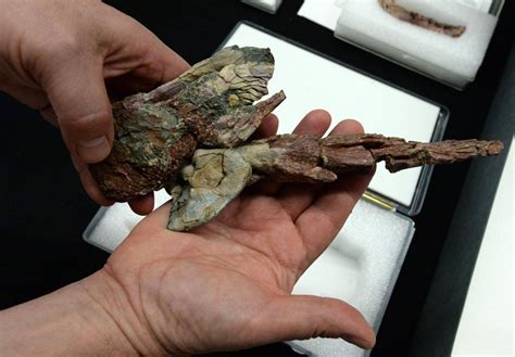Fossils Of Four Legged Fish Found In Arctic Back In Canada And On