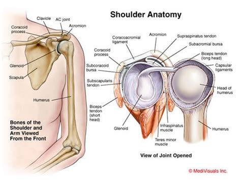 For our over 40 crowd, surgery is rarely needed for labral tears due to wear and tear. Human Shoulder Diagram - koibana.info | Shoulder anatomy, Physical therapy assistant, Anatomy