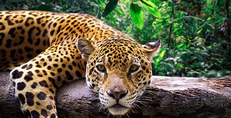 10 Datos Que Demuestran La Riqueza Natural Que Tiene La Amazonía