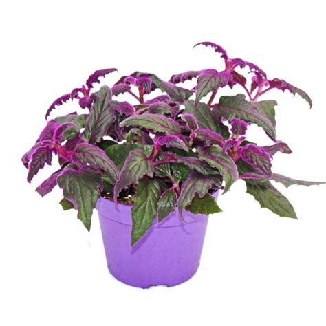 Gynura Purple Passion Velvet Leaf Purple Plant 12cm Pot