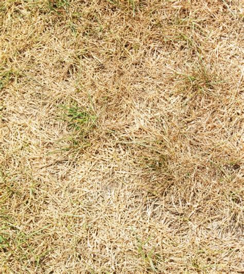 How Do I Fix Bare Or Brown Spots In My Lawn Sod Solutions