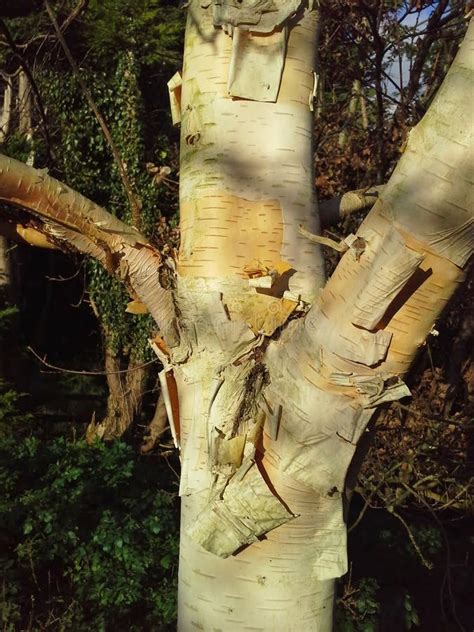 Birch Tree With Peeling Bark Stock Photo Image Of Cream Bark 96087408
