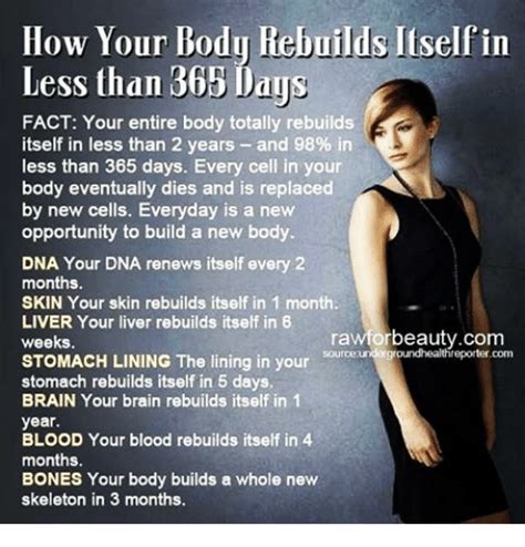 How Your Body Rebuilds Itself In Less Than 365 Days Fact Your Entire