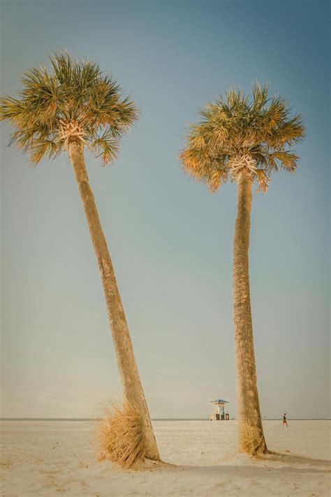 Green Palm Trees · Free Stock Photo