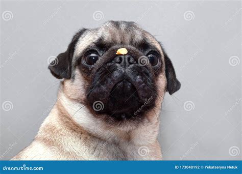 Serious Pug Dog Keeping Food Or Treat On Nose Stock Photo Image Of