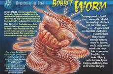 worm bobbit prehistoric wierd characteristics habits species