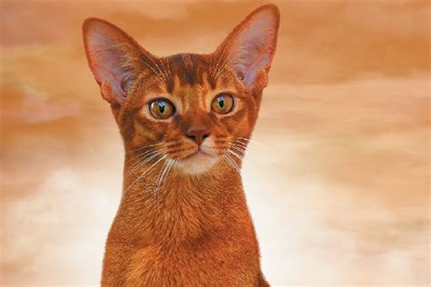 Lets Meet 5 Cat Breeds With Big Ears