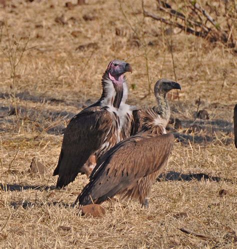 Across the red sea, the species nests in arabia, yemen, oman and the united arab emirates. Pictures and information on Lappet-faced Vulture
