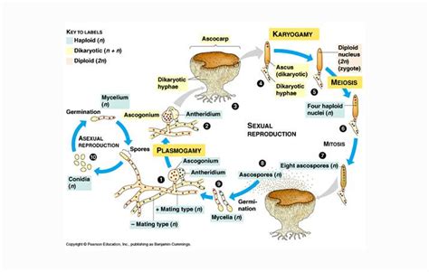 Ascomycota Pengertian Ciri Struktur Tubuh Reproduksi Markas Belajar
