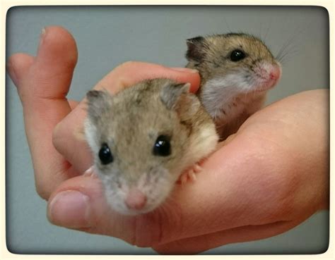 2 Female Chinese Dwarf Hamsters Chinese Dwarf Hamster Happy Animals
