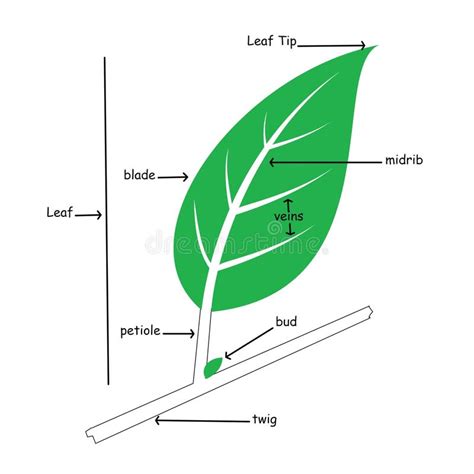 Label A Leaf Diagram Diagramwirings