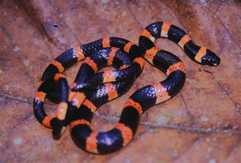 Pliocercus Euryzonus Honduras A Coral Snake Mimic Puttin Flickr