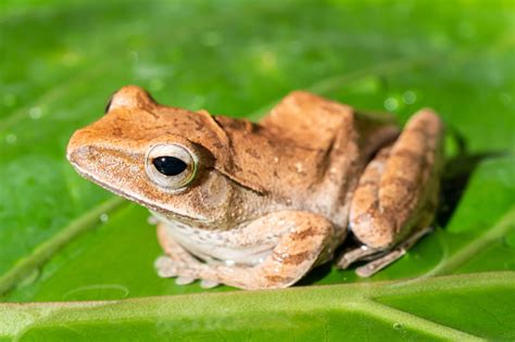 Katak Pohon Pada Daun Katak Pisang Foto Stok Unduh Gambar Sekarang