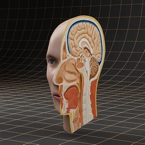 Anatomy Head Cutaway 3d Model Cgtrader