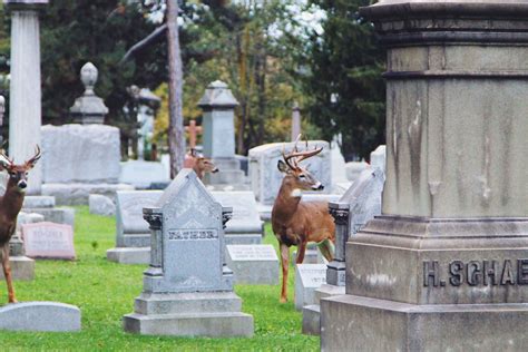 9 Famous Residents of Forest Lawn Cemetery - Visit Buffalo Niagara