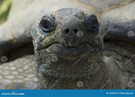 Angry Tortoise Stock Photography 10492130