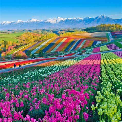 Pin By Mike Lowry On Scenery Colorful Places Flower Field Japan Travel
