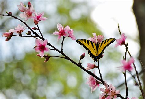 Wallpaper Flower Pink Spring Butterfly Insect Flora Branch