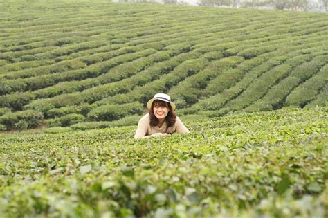 Baguskah mengonsumsi ramuan teh itu setiap hari? Luar Biasa Gambar Tanaman Teh - Bunga Hias