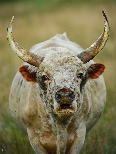 King Bull Chillingham Wild Cattle Northumberland