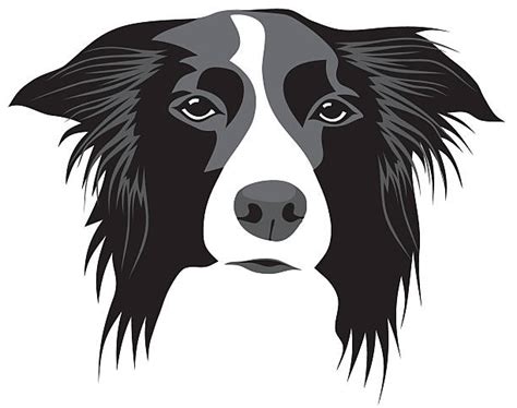 Border Collie Clip Art Vector Images And Illustrations Istock