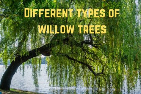 44 Different Types Of Willow Trees Species And