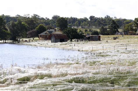 Nach schwersten überschwemmungen im südosten #australiens: Australien: Spinnen ließen sich auf Farm in Goulburn ...