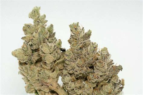 Cookie Og Strain Review The Lodge Cannabis Denver
