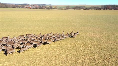Herd Of Sika Deer Runing Stock Footage Video 100 Royalty Free