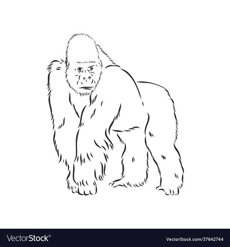 Hand Drawn With A Gorilla Isolated On A White Vector Image