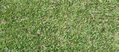 Carpet Grass Identification