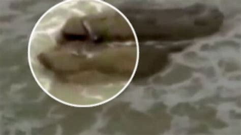 Are Mermaids Real? Mermaids 'Caught on Camera' in Animal ...