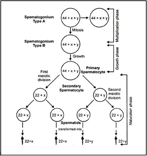 chapter notes human reproduction class 12 biology class 12 notes edurev