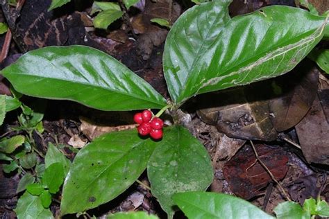 The name also refers to: Propriedades da Ipecacuanha - Tua Saúde