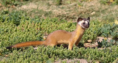 Long Tailed Weasel Mustela Frenata 14 Apr 2021 Ca Sbe Co Flickr
