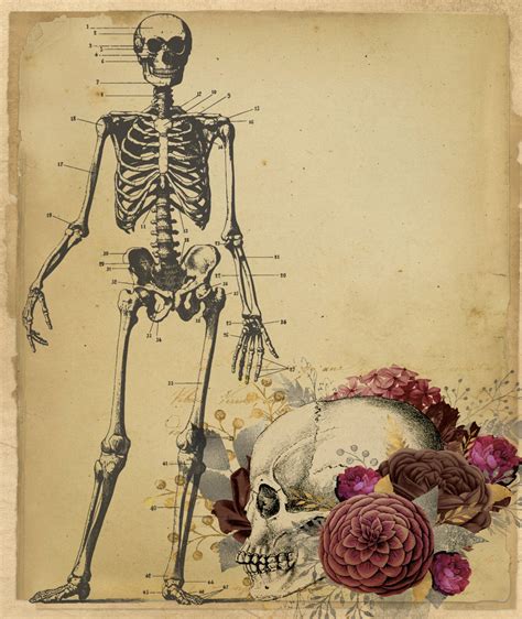 Vintage Skull And Skeleton Free Stock Photo Public Domain Pictures