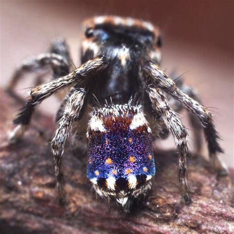 Entre esse grupo de animais, a maioria é venenoso. Conheça 7 novas espécies de aranhas coloridas descobertas ...