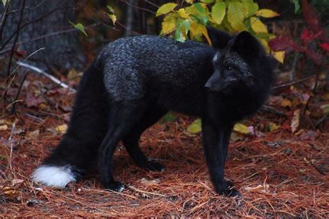 Black Fox With White Tipped Tail With Images Pet Fox Melanistic