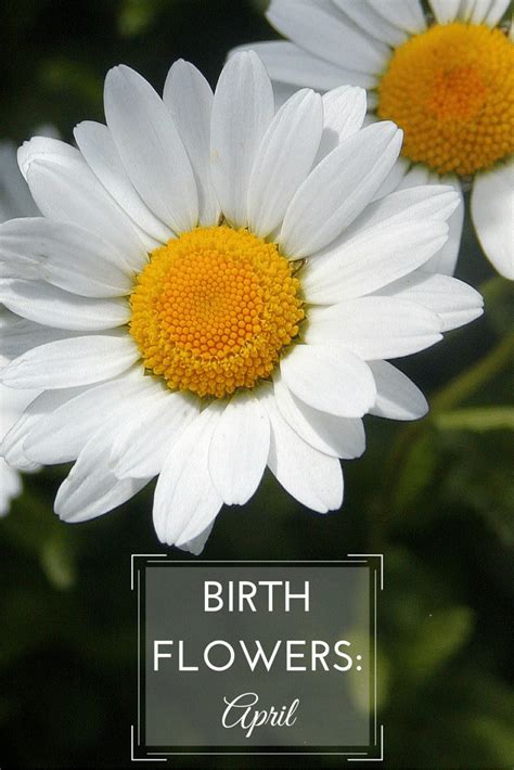 April Birth Flower Daisy Meaning And Pictures Free And Hd