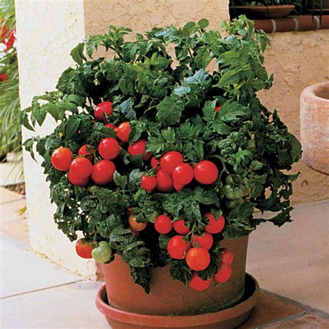 5 Tips For Growing Tomatoes In Pots