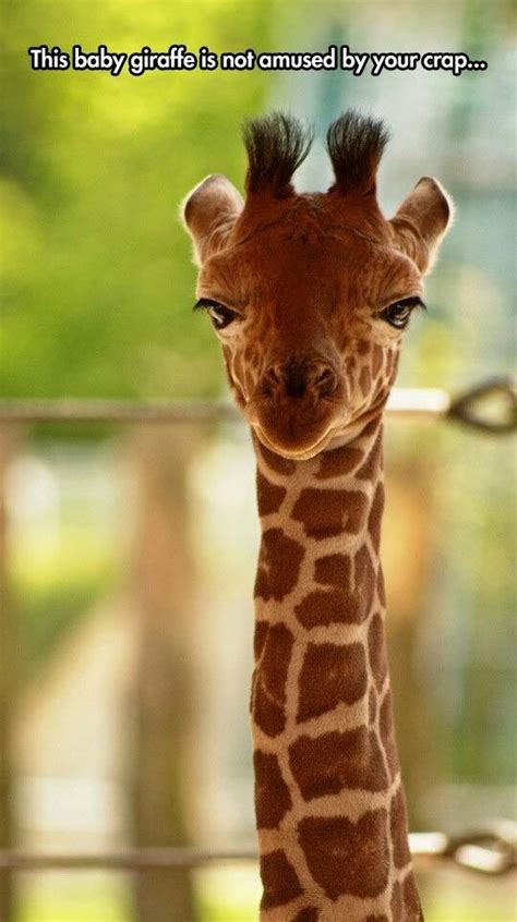 12 Funny Giraffe Memes That Will Make Your Day Funny Giraffe Funny