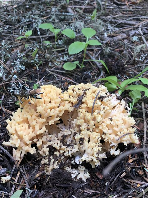 Coral Mushroom Edible Southern Oregon Mycology
