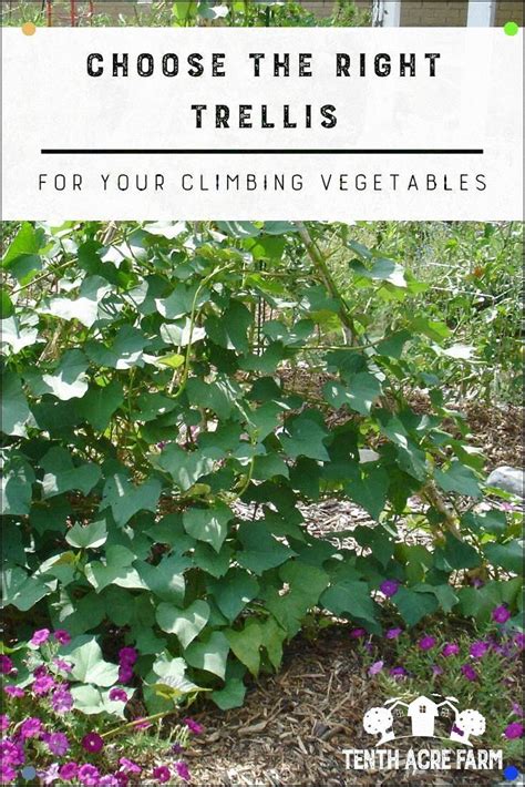 Did You Know There Are Three Types Of Climbing Vegetables Figure Out