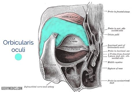 Músculos De La Expresión Facial Anatomía Volta