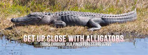 Hilton Head Alligator Tour See The Alligators Of Hilton Head Up Close