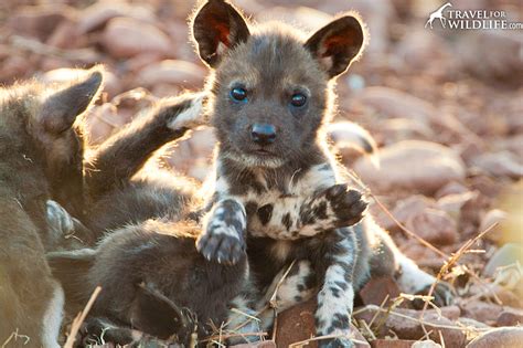 Endangered Wild Dogs Caught In Poaching Stampede About Islam