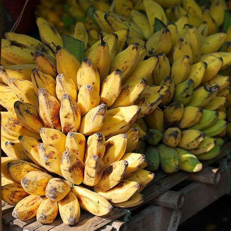 Bananas Banana Shrub Fruits Yellow Food Burma Myanmar Pikist