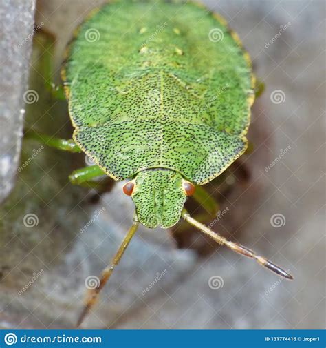 Macro Close Up Of A Green Shield Bug Stink Bug Photo Taken In The Uk